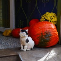 Кот. :: Константин Белоногов