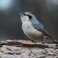 Поползень :: Виктор Иванович Чернюк