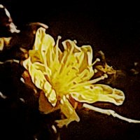 14  КЛОС (78) :: СТРЕН 