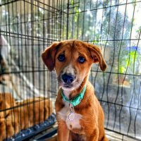 СИЖУ   ЗА   РЕШЁТКОЙ :: Анатолий Малобродский