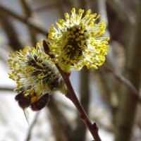 Верба с пчелкой :: Наталья ***