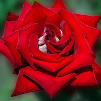 Красная роза из сада :: Наталья ***