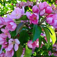 Цветение дикой яблони :: Наталья ***