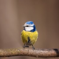 Лазоревка :: Alex Bush Лазоревка :: Alex Bush