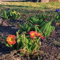 Примула :: Сапсан 