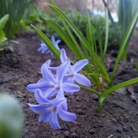 Хионодокса :: Сапсан 