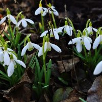 галантусы ...весна пришла... :: Александр Герасенков