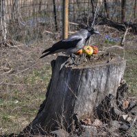 Вороне бог послал... но жаль не сыр :: Татьяна Машошина Вороне бог послал... но жаль не сыр :: Татьяна Машошина