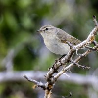 Пеночка-теньковка. :: Alexander Amromin