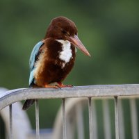 Красноклювая альциона. (Белогрудый зимородок) :: Alexander Amromin Красноклювая альциона. (Белогрудый зимородок) :: Alexander Amromin