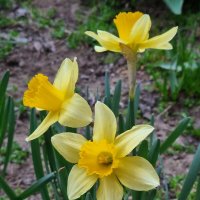 Нарциссы в пасмурный день :: Наталья 