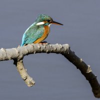 Зимородок. :: Alexander Amromin