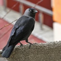 Соседка :: Валерий Иванович