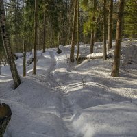 По лесной тропинке :: Сергей Цветков