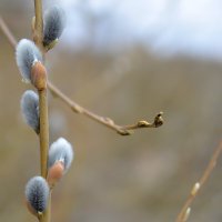 Готовы к Вербному :: Сеня Белгородский Готовы к Вербному :: Сеня Белгородский