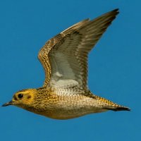 Золотистая ржанка :: Владислав Иопек