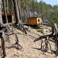 Сказочные корни :: Александр Кондаков