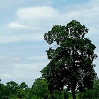 ГАТЧИНА, природа. :: Виктор Осипчук