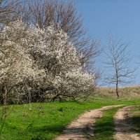 Цветет терновник :: Игорь Сикорский Цветет терновник :: Игорь Сикорский