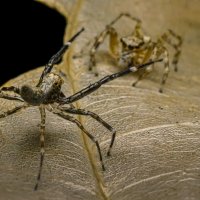 Гигантский паук-охотник :: Aleksey Afonin