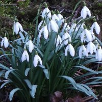 Подснежники :: Рита Симонова