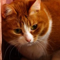 Шизик :: kolyeretka 