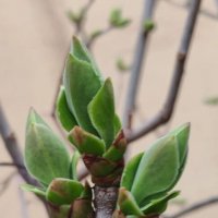 Весеннее :: Елена Семигина