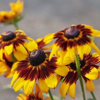 Рудбекия. :: Лилия *