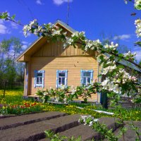 яблони в цвету :: vg154 