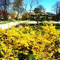 Цветение форзиции :: Aida10 