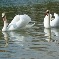 ««Белые лебеди - птицы прекрасные!»:»:... :: Галина ««Белые лебеди - птицы прекрасные!»:»:... :: Галина