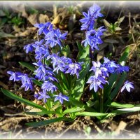 Пролески зацвели ... :: Валентина Надсон