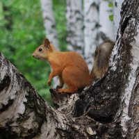 Белка на берёзе :: Галина Козлова 
