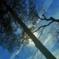 .. подсвеченные солнцем.. :: galalog galalog