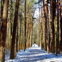 .. мартовская аллея в лесопарке... :: galalog galalog