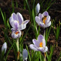 весна :: ИННА ПОРОХОВА