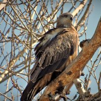 гости с юга прилетели :: Aндрей Антонов