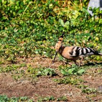 Удод. :: Argaman Табашник