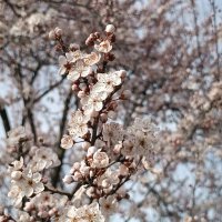 Алыча цветëт и пахнет аромат слаткий тонкий запах обалденный :: Вячеслав Коломойцев