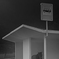 В ожидании седока :: Valziwa 