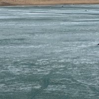 Чайки прилетели :: Андрей Хлопонин