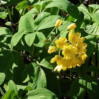 Голосемянник алтайский (Gymnospermium altaicum) :: Лидия Бусурина