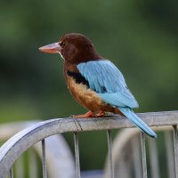 Красноклювая альциона. (Белогрудый зимородок) :: Alexander Amromin