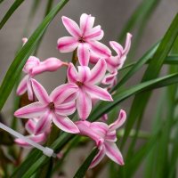 Гиацинт :: Игорь Сикорский