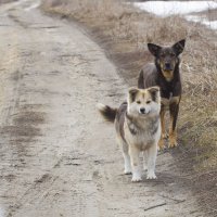 Добрые морды :: Олег Денисов