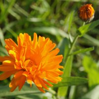 Осенний цветок календулы. :: сергей ермошкин Осенний цветок календулы. :: сергей ермошкин