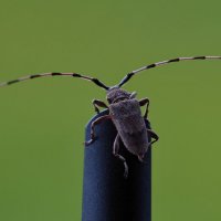 усатый красавец :: Владимир 