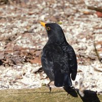 Чёрный дрозд :: Лина 