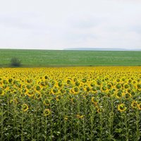 ПОЛЕ ПОДСОЛНУХОВ В АВГУСТЕ :: Валентина ПОЛЕ ПОДСОЛНУХОВ В АВГУСТЕ :: Валентина
