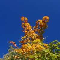 На удачу! :: светлана льдокова